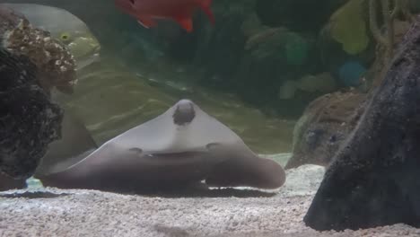 guitar shark swimming in an aquarium