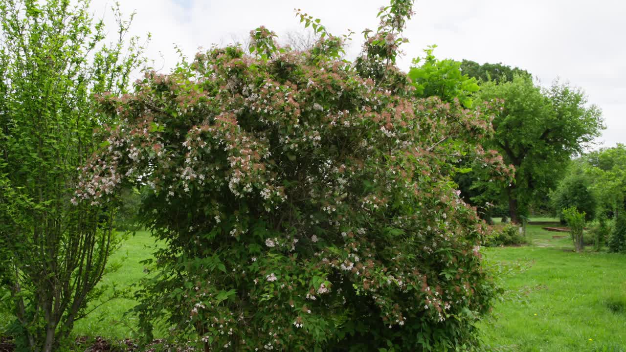 Arbusto de roseira silvestre em flor, em órbita aérea sobre um prado verde com árvores ao fundo. O voo circular lento do drone revela a floração primaveril; ideal para cenas de natureza, jardinagem, campo e exteriores calmos.