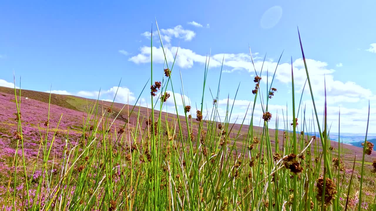 Tall grasses and wildflowers sway in the wind on a sunlit hillside covered in purple heather, with gentle camera movement and bright natural lighting