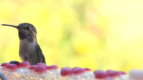 male black-chinned hummingbird at a backyard feeder - close up view