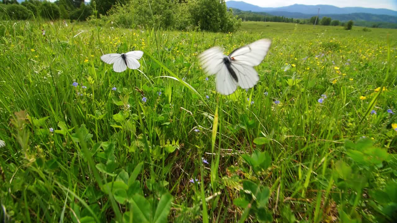 Farfalle bianche in un prato