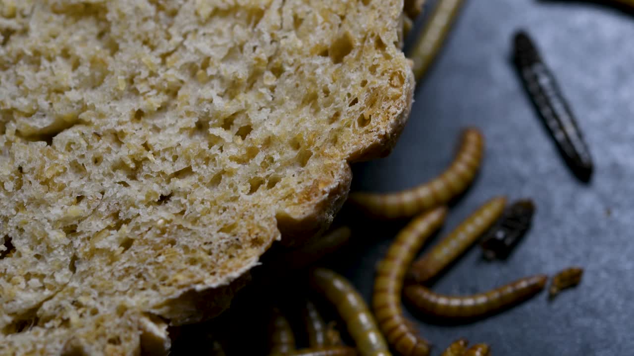 밀웜은 물고기, 뱀, 새, 개구리와 같은 애완동물에게 먹이를 주는 데 사용되는 딱정벌레의 일종입니다.