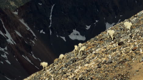 aerial cinematic drone parallax top of grays and torreys 14er rocky mountain peak colorado of mountain goat group family and babies natural habitat mid day sunny summer circling to the left slowly