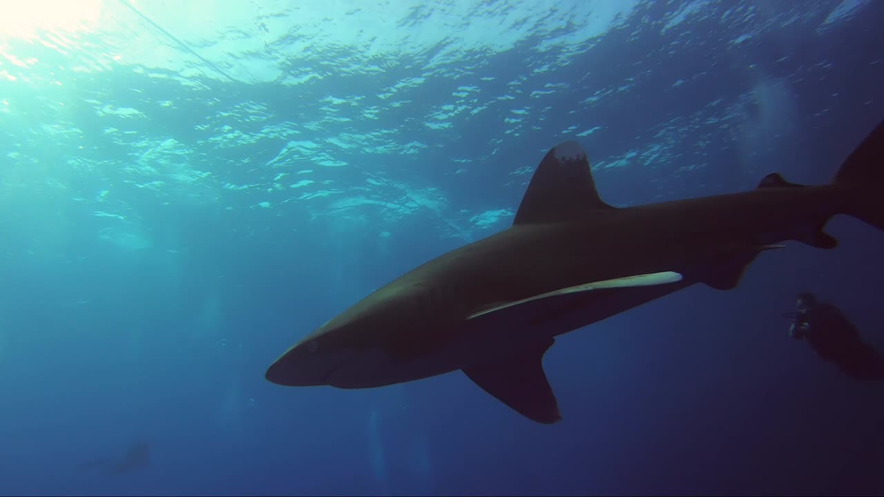 tiburón oceánico de punta blanca gira hacia la cámara y pasa nadando hacia hermosos rayos de sol