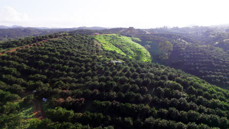 Aerial-revealing-shot-of-farmers-working-in-an-orange-grove-in-Penonome,-Panama