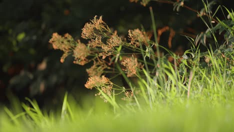la hierba verde fresca y las malas hierbas en flor están iluminadas por el sol naciente