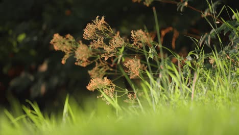 fresh green grass and flowering weeds are lit by the rising sun