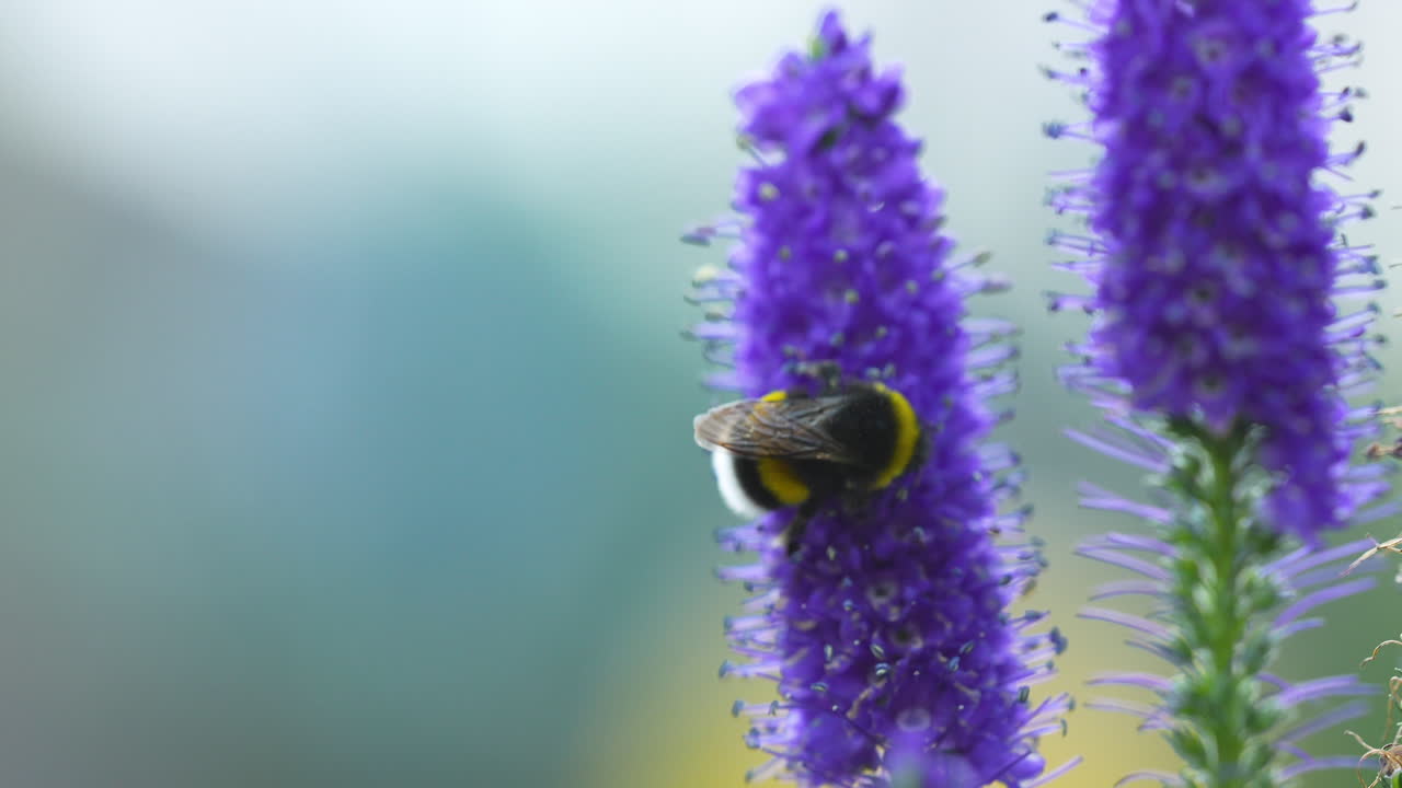 la polinización de la abeja en la planta con flores de speedwell puntiagudo en una profundidad poco profunda del campo