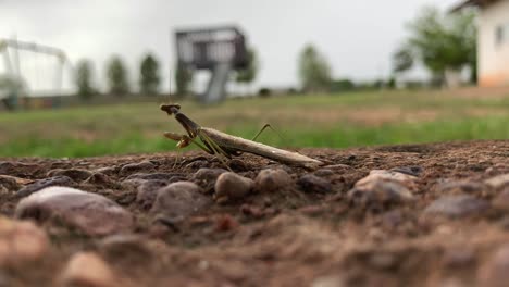 mantis religiosa cerca de un parque infantil