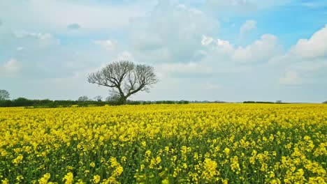 a beautiful panoramic drone footage of a rapeseed crop with two trees and a scenic country road under a blue sky