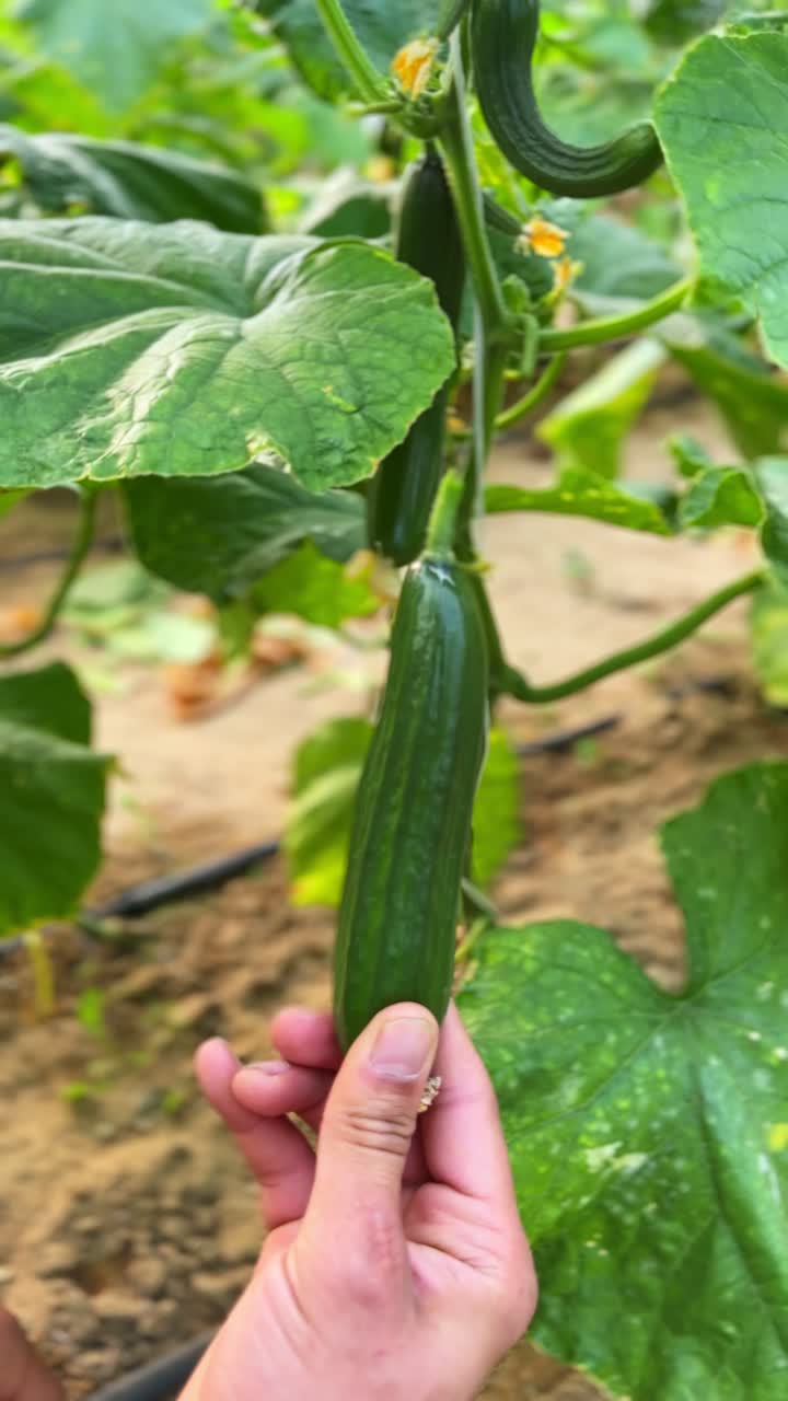 Hand harvesting ripe cucumber in greenhouse setting. Close-up of healthy green produce ready for market. Ideal for agriculture, sustainability, and organic farm content. Shot in 4K vertical.