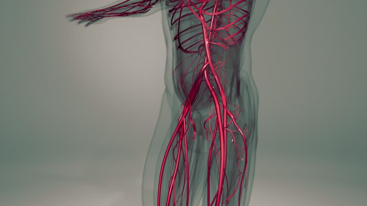 Medically accurate animation of Heart with Vains and arteries