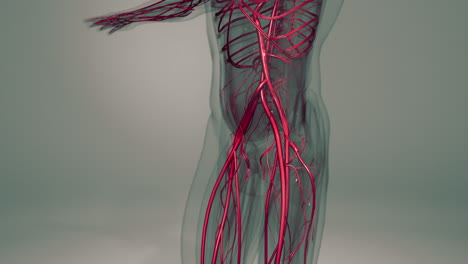 medically accurate animation of heart with vains and arteries