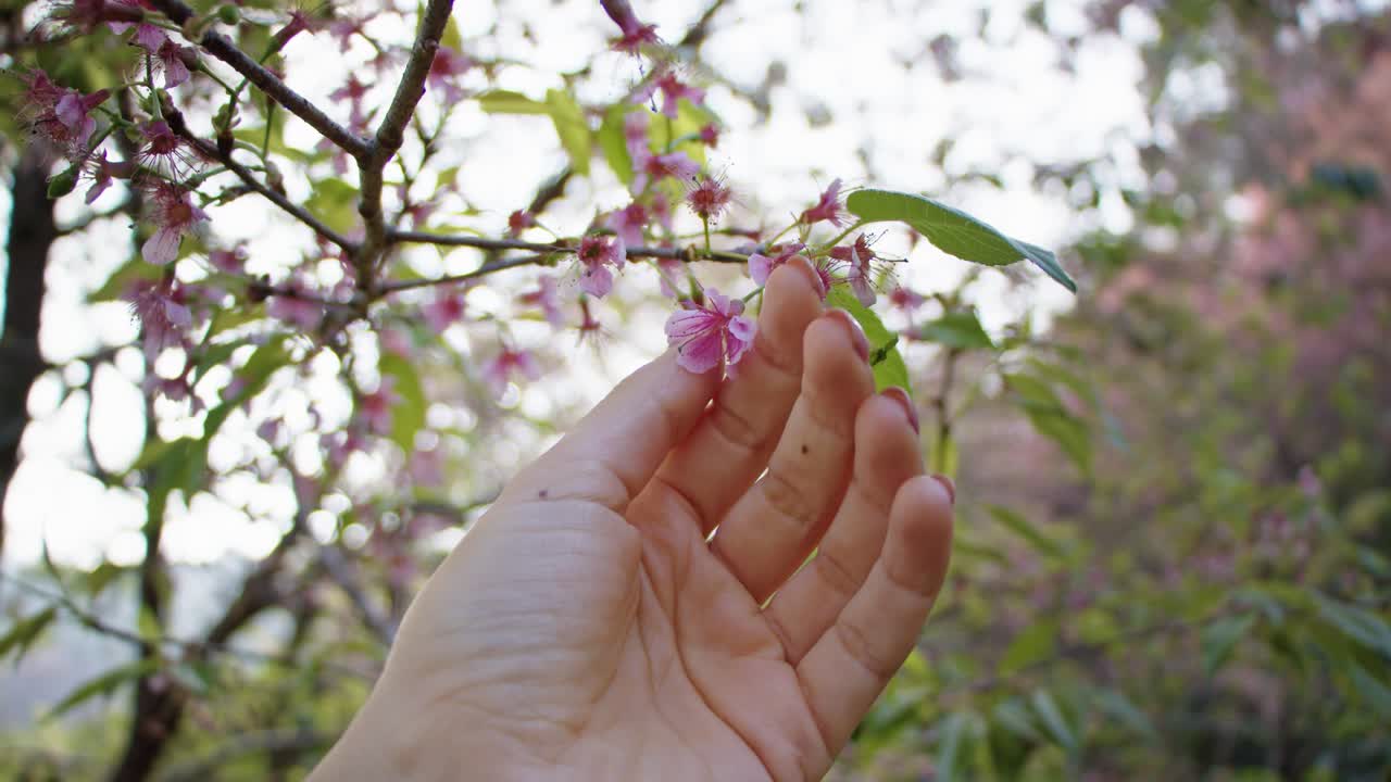 Hand reaching for cherry blossoms