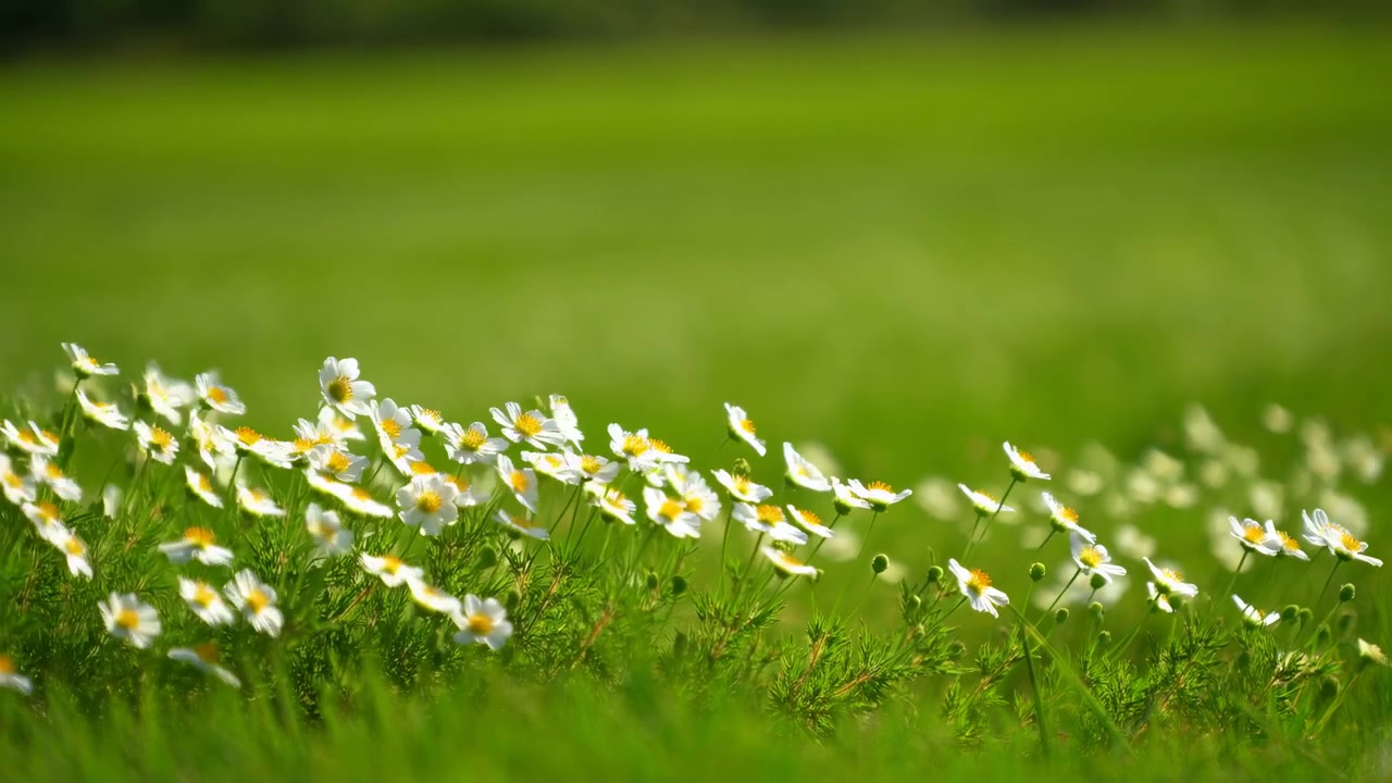 Closeup Daisies In Green Meadow, Cinematic Shallow Depth Of Field With Sunlit White Petals And Yellow Centers,