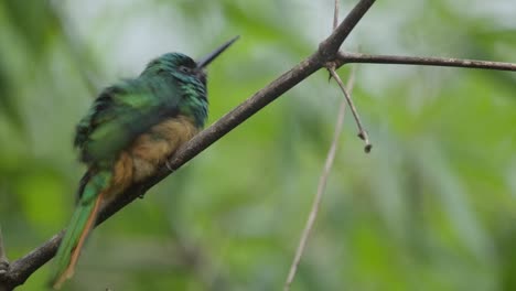 Un-Hermoso-Pájaro-Jacamar-De-Color-Está-Posado-En-Una-Rama-Mientras-Agita-Sus-Plumas-Y-Mira-A-Su-Alrededor,-Cierra-La-Toma-Estática