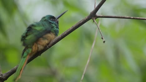un hermoso pájaro jacamar de color está posado en una rama mientras agita sus plumas y mira a su alrededor, cierra la toma estática