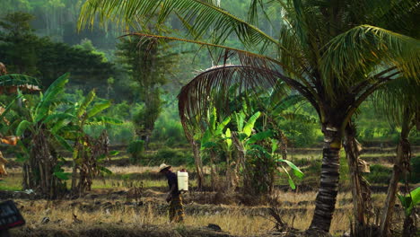 Granjero-De-Arroz-Rociando-Pesticidas-En-Cultivos-En-La-Granja-En-Lombok,-Indonesia