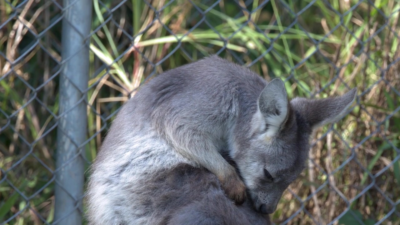 Primo piano di un giovane cucciolo di canguro che si gratta il pelo all'aperto a Sancrox, Nuovo Galles del Sud.