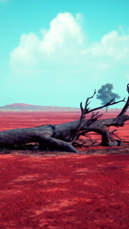 dead tree in red desert
