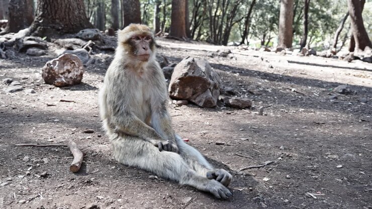 A Barbary macaque sitting on the ground in a forest
