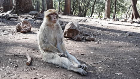 a barbary macaque sitting on the ground in a forest