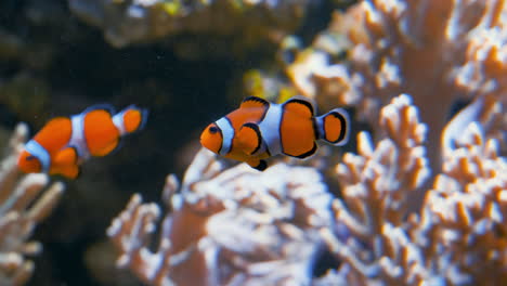 Ein-Kleiner,-Süßer,-Orangefarbener-Clownfisch-Schwimmt-Vor-Einem-Rosafarbenen-Korallenriff-Herum,-Während-Sein-Fischfreund-Hinter-Ihm-In-Der-Nähe-Von-Neuseeland,-Ozeanien,-Herumschwimmt