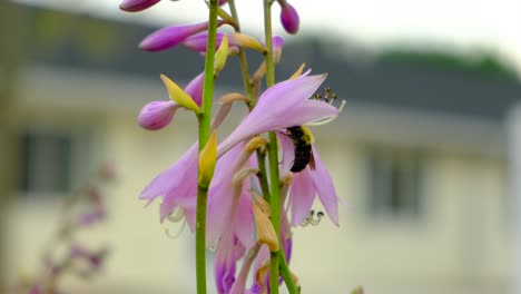 bumble bee crawls into a flowering purple hosta flower to retrieve pollen, wisconsin