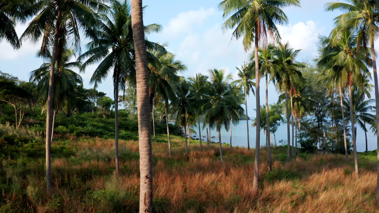Aerial drone footage flying in palm tree plantation near a beach on an island in Cambodia