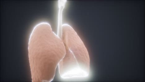 3d animation of human lungs