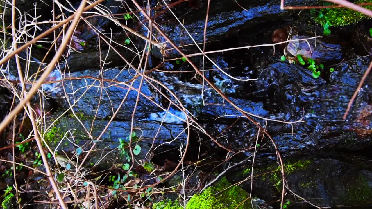 Small stream on the forest floor due to a rainstorm