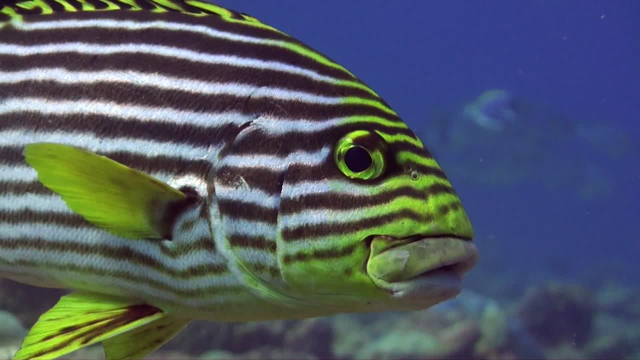 수중 청소 스테이션에서 노란색 줄이 그어진 sweetlip 슈퍼 클로즈업