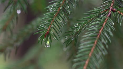 Water-droplets-on-a-branch-of-spruce-needles-blowing-in-the-wind