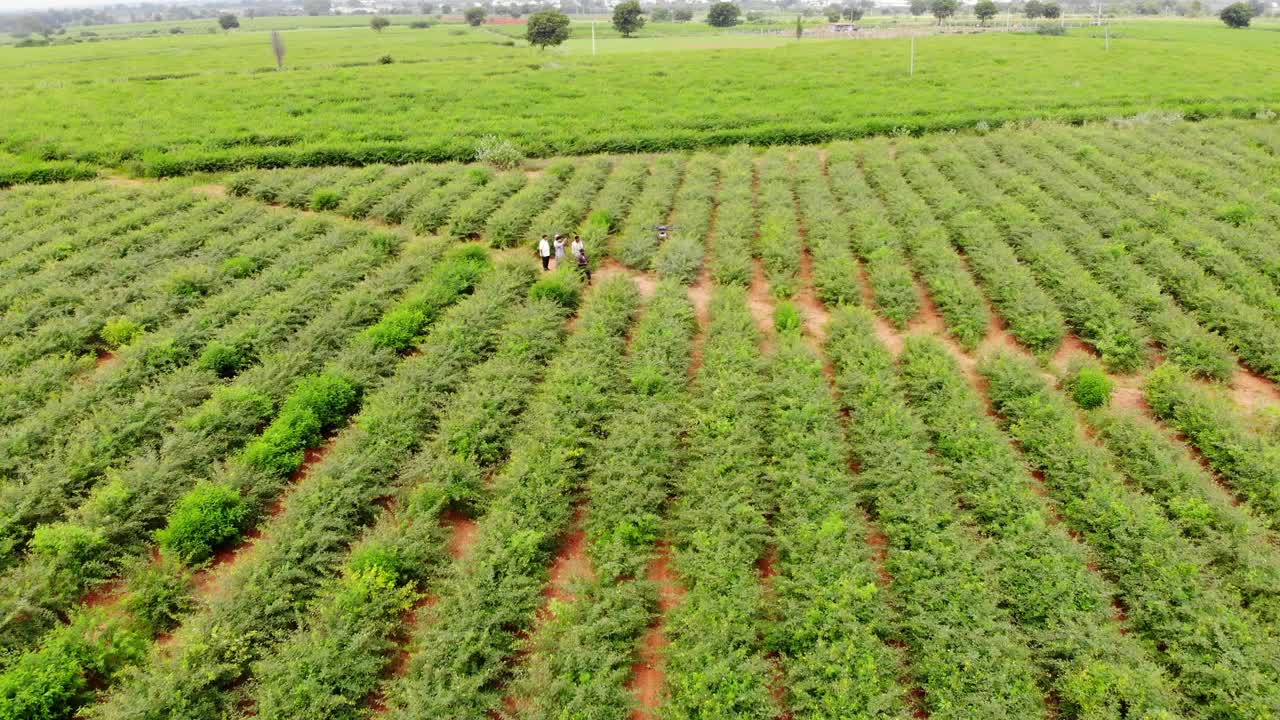 Drone tracks a spray aircraft moving precisely down long crop rows across bright farmland, rearview