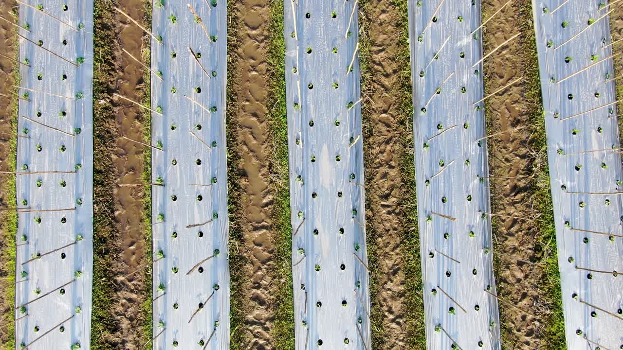 줄지어 있는 칠리 페퍼 모종, 플랜테이션 필드의 공중 평면도