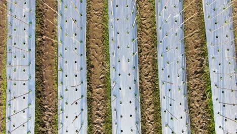 chili peppers seedlings in rows, aerial top view of plantation field