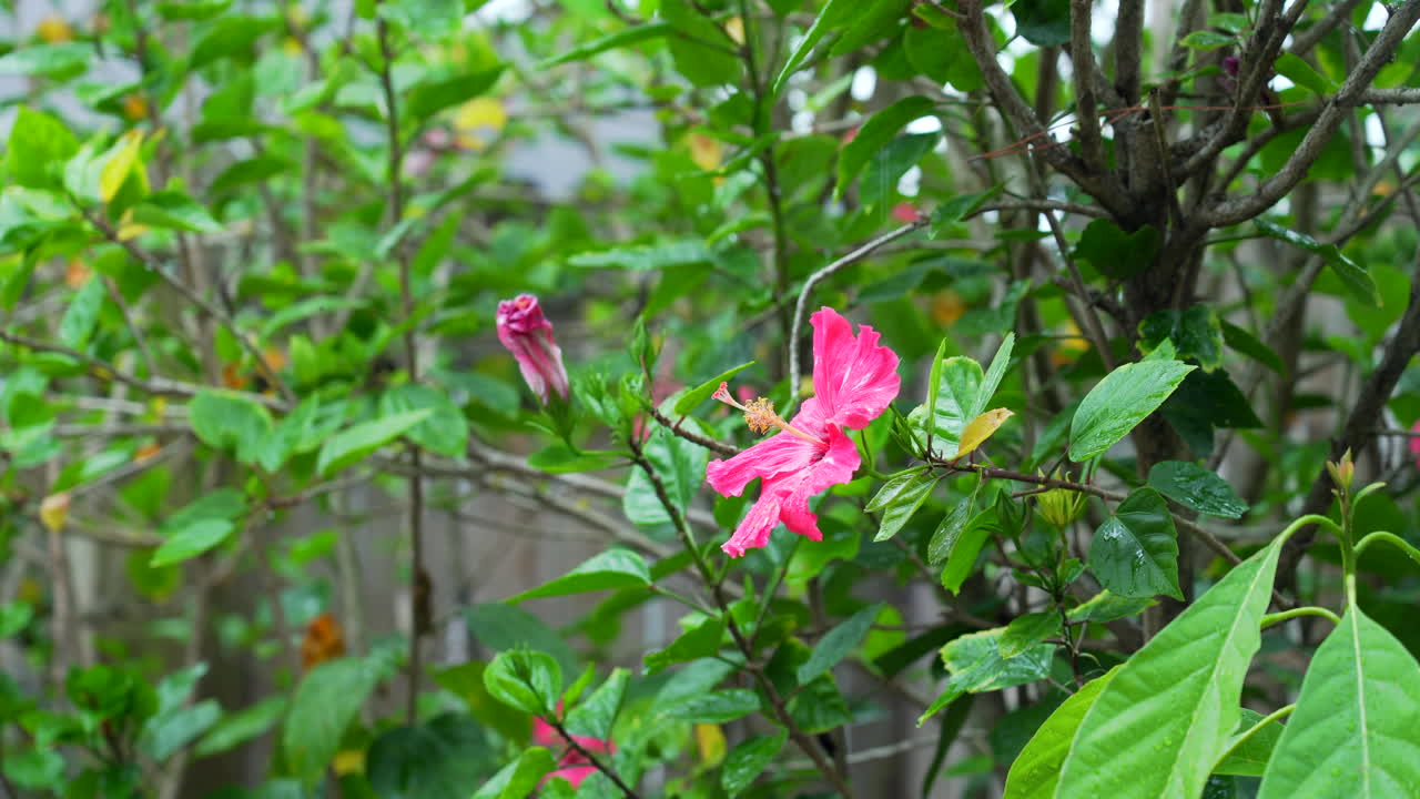 cerca del árbol de hibisco mientras llueve, temporada de huracanes en florida