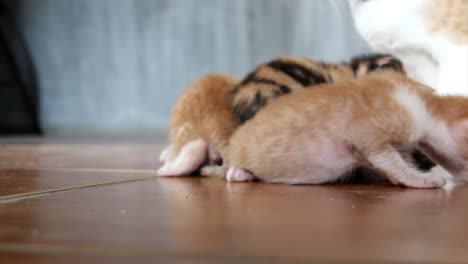 Una-Gata-Madre-Está-Lamiendo-A-Sus-Gatitos-Indefensos-Y-Confundidos