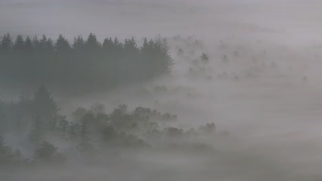 misty forest landscape