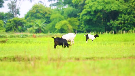 Cabras-De-Bengala,-Negras-Y-Negras-Con-Manchas-De-Cinturón-Holandés,-Pastando-En-Pastos-Verdes-Durante-El-Día-En-Bangladesh