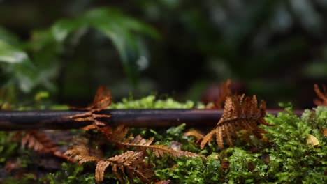 primer plano de musgo y helechos en la selva tropical