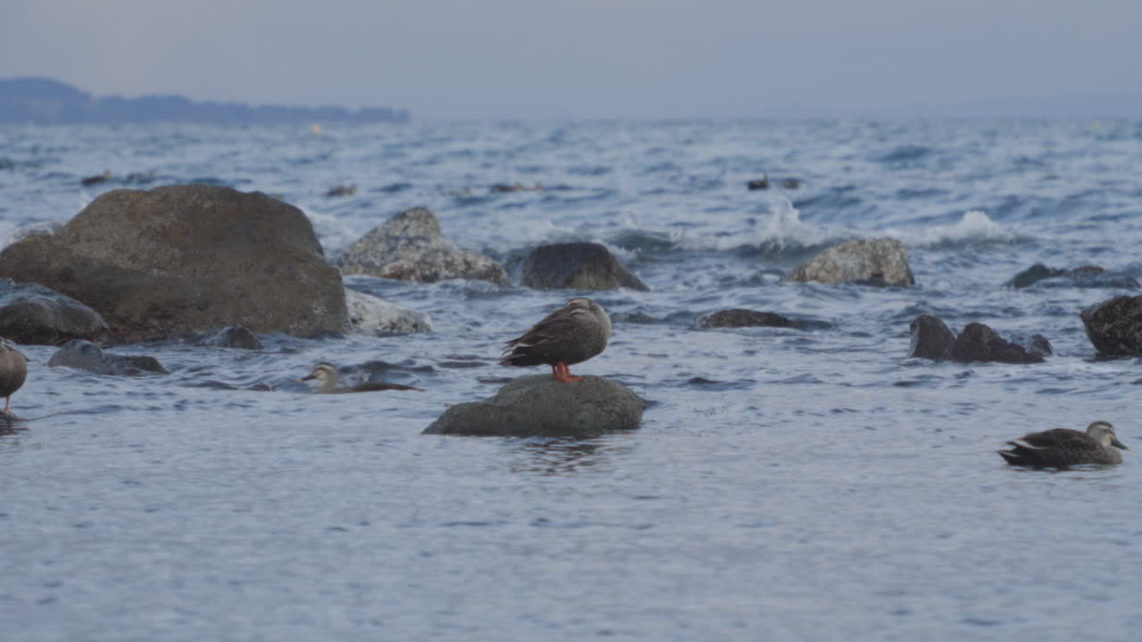 Flock of ducks with one putting its head in its feathers for warmth, Toyama, Japan