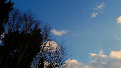 timelapse de la primavera del cielo y de los árboles