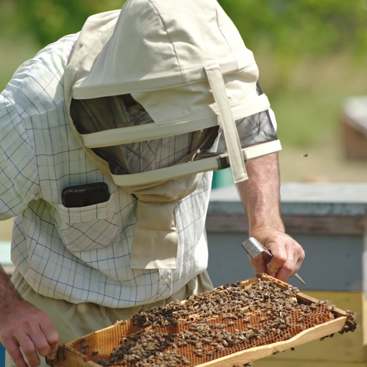 Pulling the wax frames out of bee hive. Beekeeper in protective hat inspects frame coated with bee swarm. Nature backdrop in blur