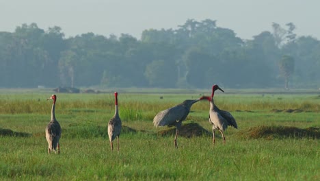 sarus crane, antigone antigone