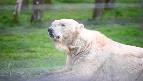 giant male polar bear resting and yawning inside the zoo enclosure
