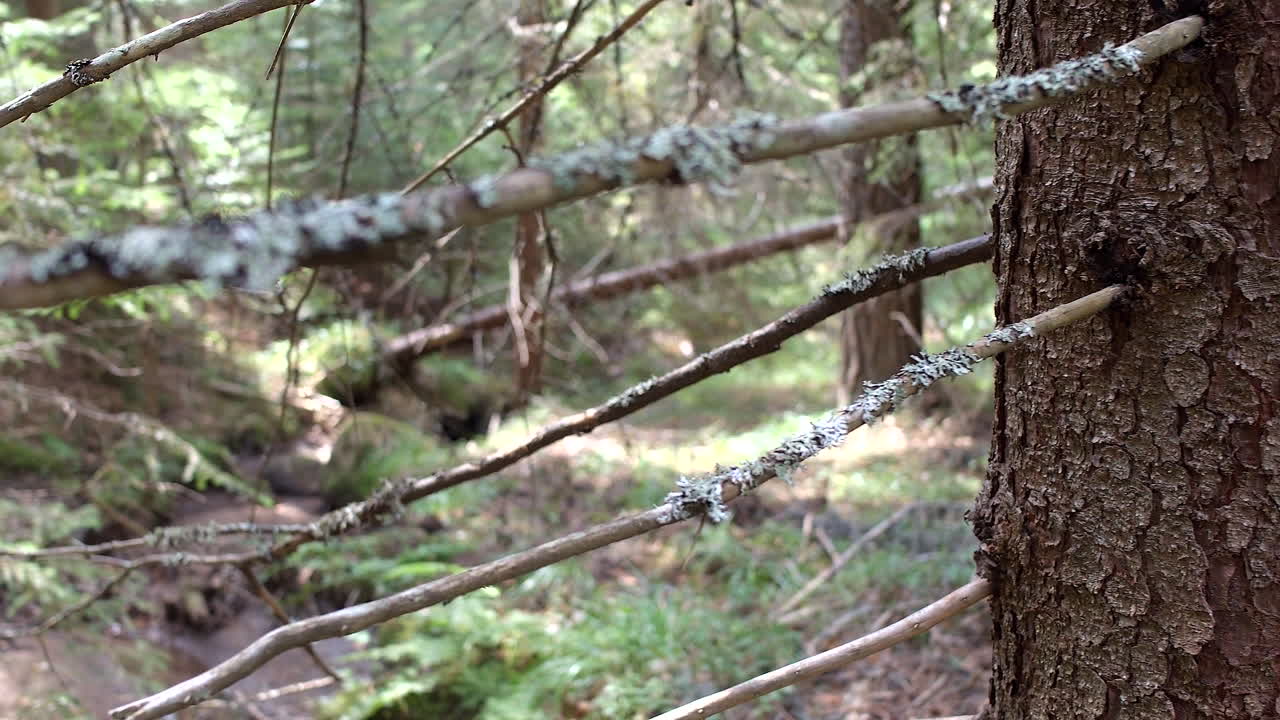 bosque con árboles caídos