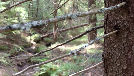 Wald-Mit-Umgestürzten-Bäumen