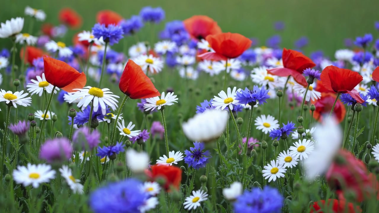Prato di fiori selvatici vibrante con papaveri, margherite e fiordalisi