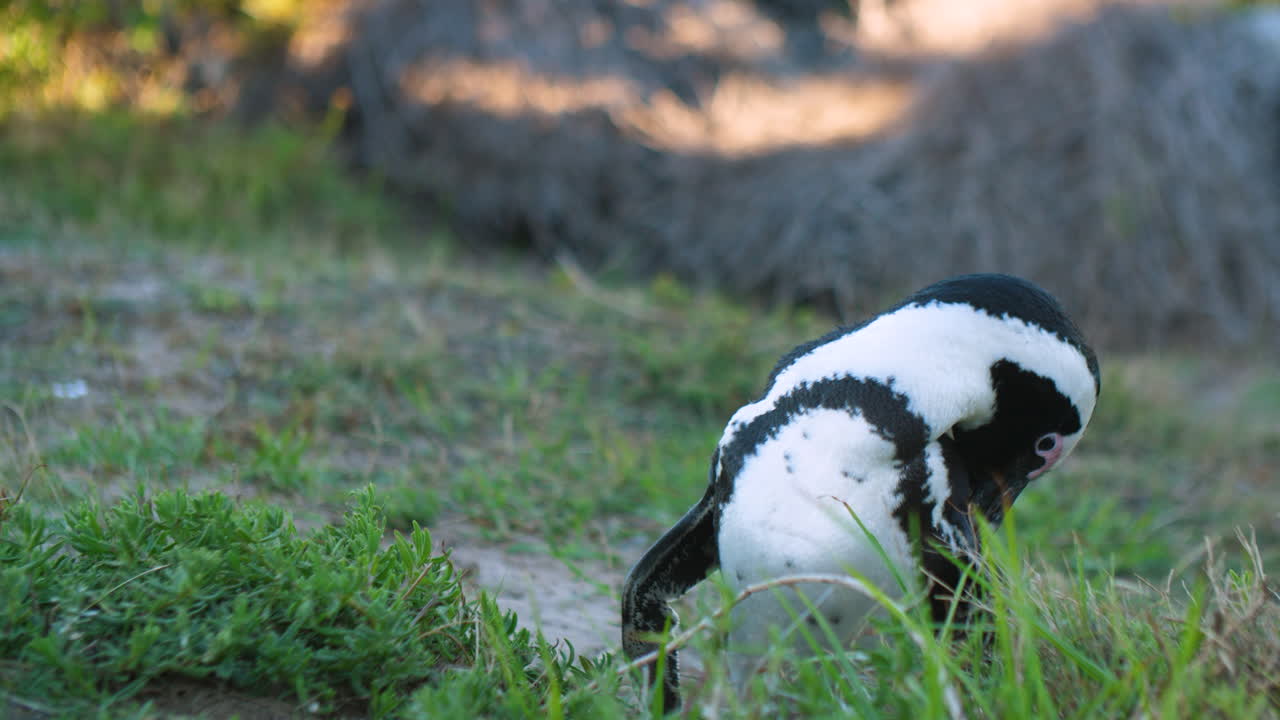 Pinguino africano adulto a destra dell'inquadratura su una collina erbosa, che pulisce il piumaggio con il becco nel pomeriggio.